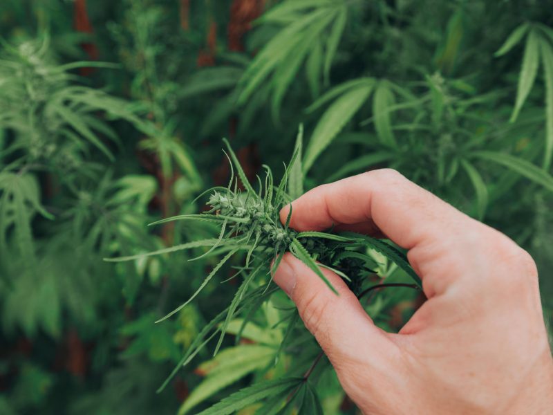 dispensary-marijuana-theme-1-min-800x600